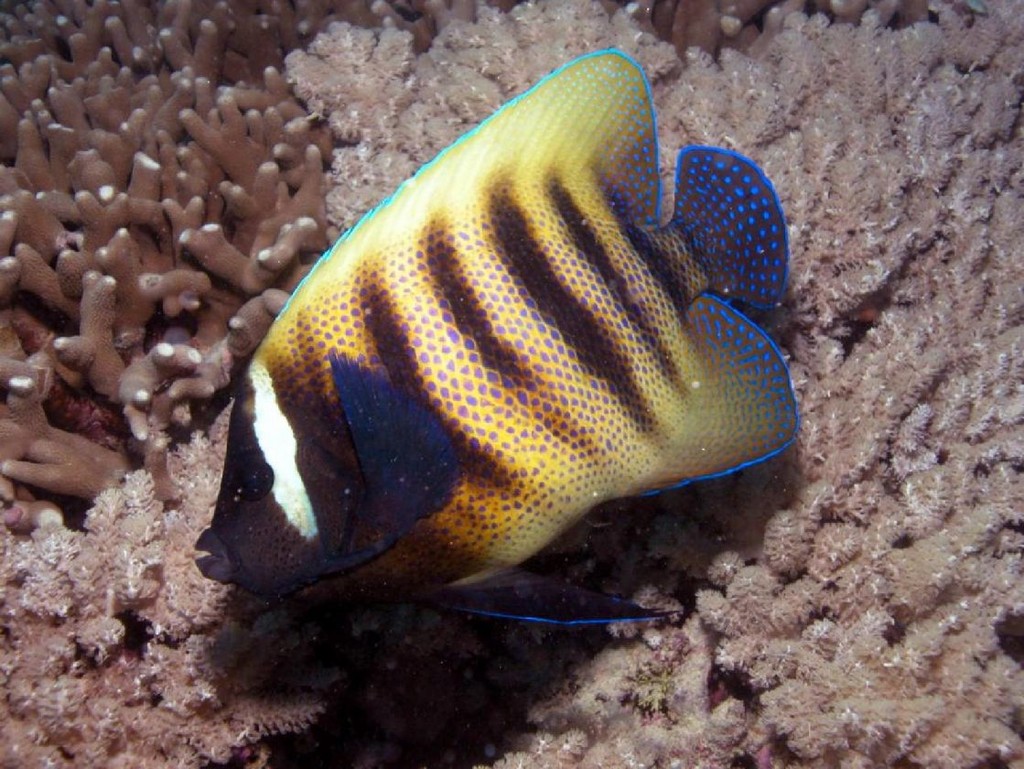 Pomacanthus sexstriatus (Pesce angelo dalle sei bande)